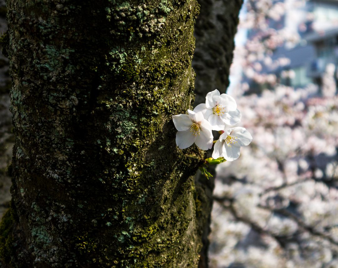 macro shot of cherry blossom or sakura